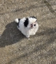 Пекинез , снимка 3