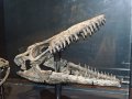 Фосилни зъби на Mosasaurus Leiodon - Късна креда (66 - 82.7 Ма), снимка 6