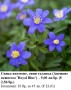 Синьо анемоне, синя съсанка (Anemone nemorosa 'Royal Blue') –  коренище, снимка 1