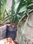 Вкоренени растения студоустойчива Юка на 1-3 год., снимка 9