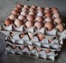 разплодни/оплодени яйца от Ломан Браун носачки , снимка 6