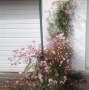 Клематис - Вечнозелен Цвят - Бял И розов, снимка 10