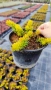 Седум  Анджелина, Sedum rupestre Angelina, снимка 17