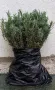 РАЗСАД ЛАВАНДУЛА ЗА ДЕКОРАЦИЯ И УКРАСА , снимка 8