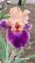 Сортови ириси високи брадати ириси Ризоми, снимка 3