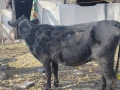 Абърдийн на първо теле и женско теленце на 2 месеца , снимка 2
