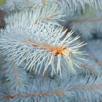 Сребрист смърч (Picea pungens), снимка 13 - Градински цветя и растения - 29531057