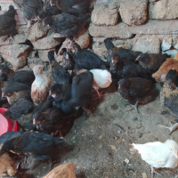 Продавам пилета супер харко женски и старозагорска кръстоска на 2 месеца , снимка 4 - Кокошки и пуйки - 44910170