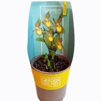 Градинска Орхидея Cypripedium Kentucky Yellow (5-6 Грудки), снимка 1 - Градински цветя и растения - 44893006