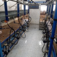 Доилна зала Delaval, снимка 2 - Крави - 43369095