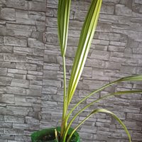 Финикова палма, снимка 3 - Стайни растения - 43851705