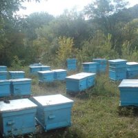 Пчелни майки и отводки от регистриран производител. Биологични., снимка 2 - За пчели - 35510372