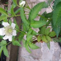 Розолистна малина Мяо Мяо  ( Rubus rosaefolius) и И Ягодо малина (Астерик), снимка 4 - Градински цветя и растения - 27194168