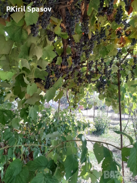 Продавам грозде Отел , снимка 1