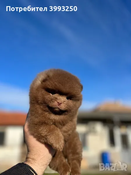 Померан , снимка 1