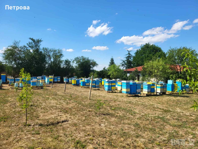 Продавам натурален пчелен мед реколта 2025 г., снимка 1