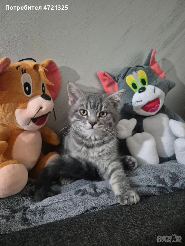 Британско таби. , снимка 1