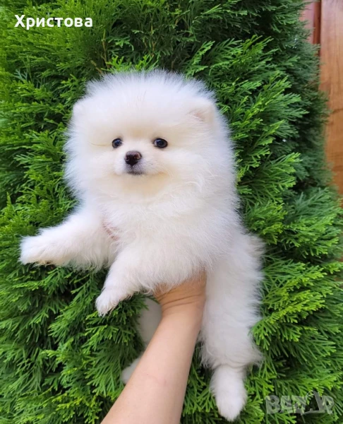 Момченце на 5 месеца, снимка 1