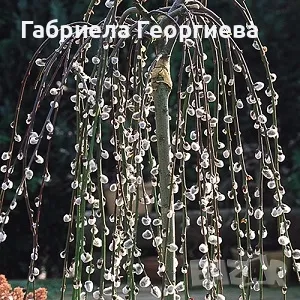 Плачеща върба , снимка 1