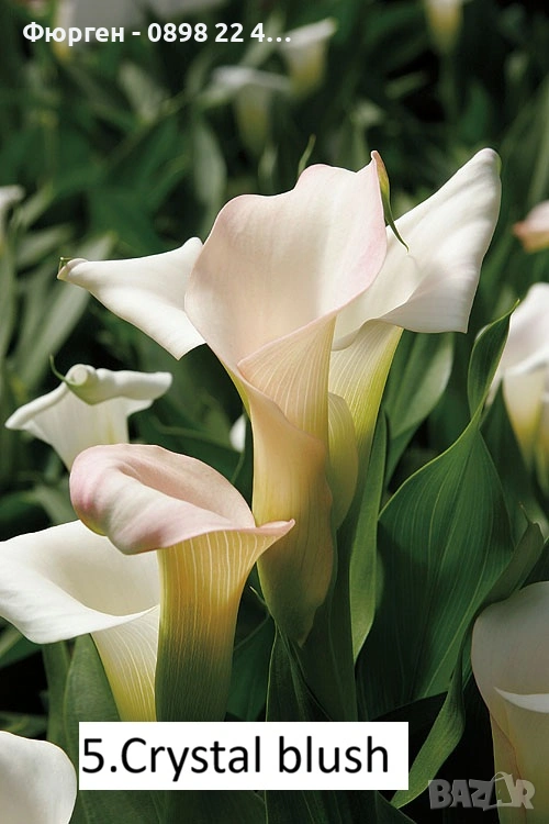 Луковици на Кала - Цена за 1 бр.: 2,20 € / 4,30 лв., снимка 1