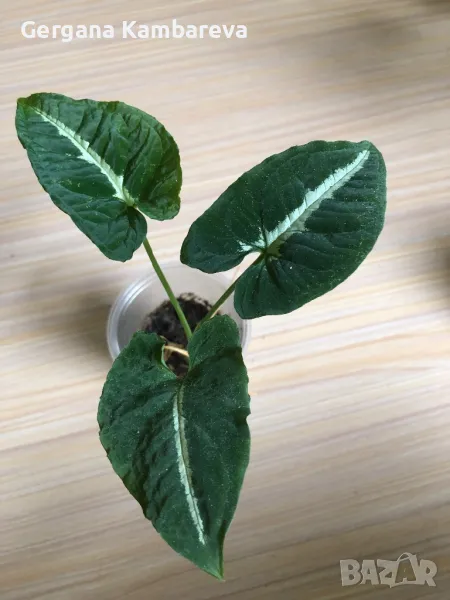 Syngonium Wendlandii , снимка 1