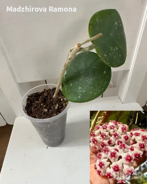 Hoya Obovata , снимка 1