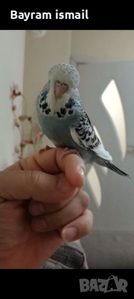 Ръчно хранен социален изложбен вълнист папагал   ръчно хранени, снимка 1