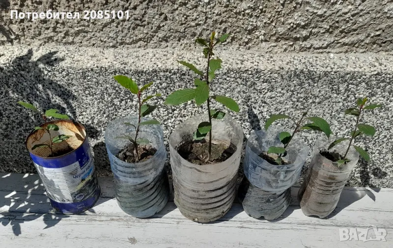 Дафинов лист, снимка 1