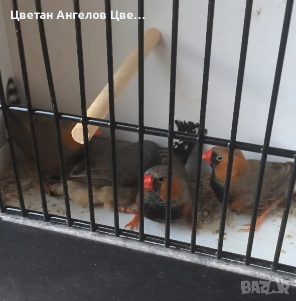 продавам амадини, снимка 1