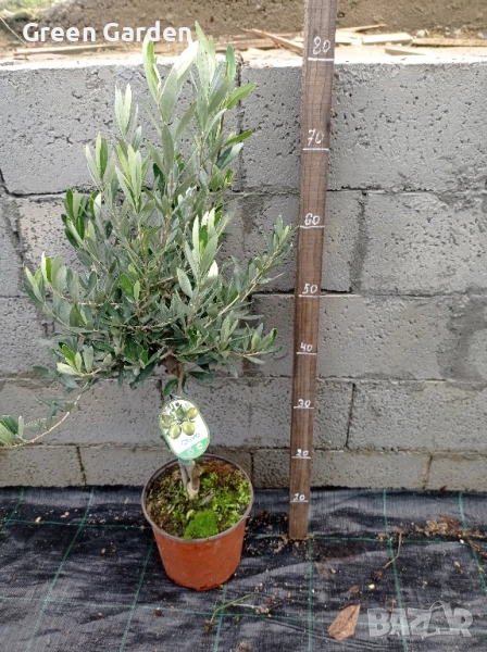 Маслина - Европейска, снимка 1