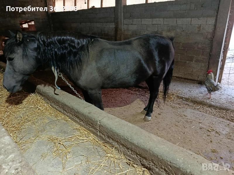 Продавам кобила. Спешно, снимка 1