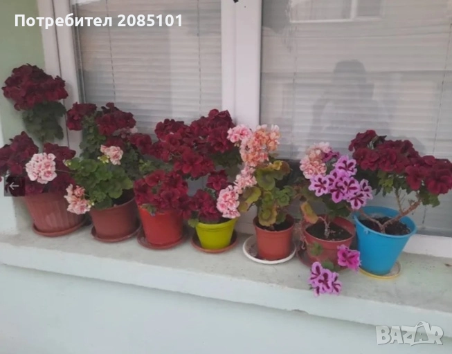 Цветя, снимка 1