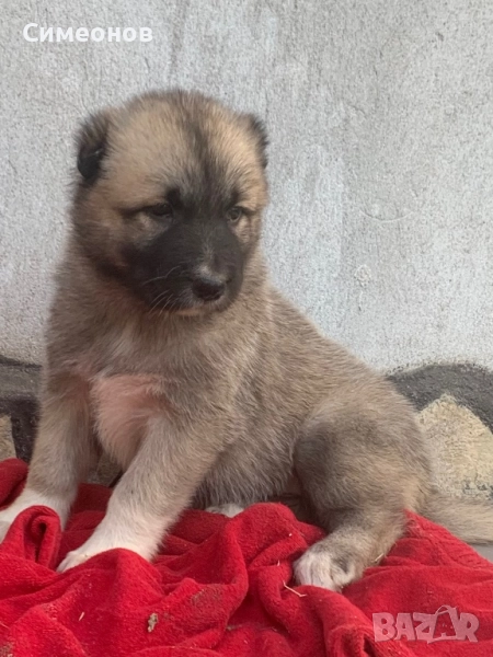 Кангал,кангалчета, снимка 1