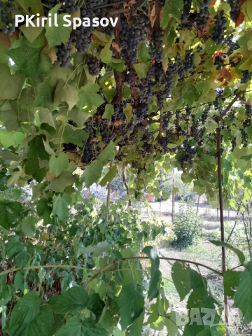Продавам грозде Отел , снимка 1