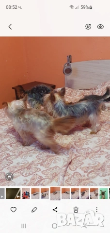  Мини Йорки женски , снимка 7 - Йоркширски териер - 52770169