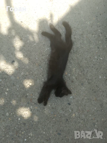 Подарявам малки котета , снимка 10 - Други - 50831081