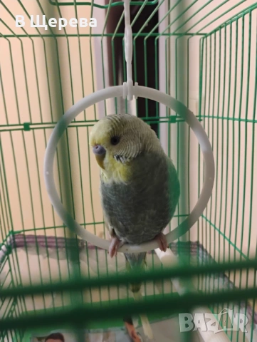 Вълнист папагал заедно с клетката 