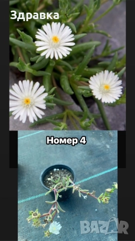 Делосперма 6 цвята , снимка 4 - Градински цветя и растения - 44407392