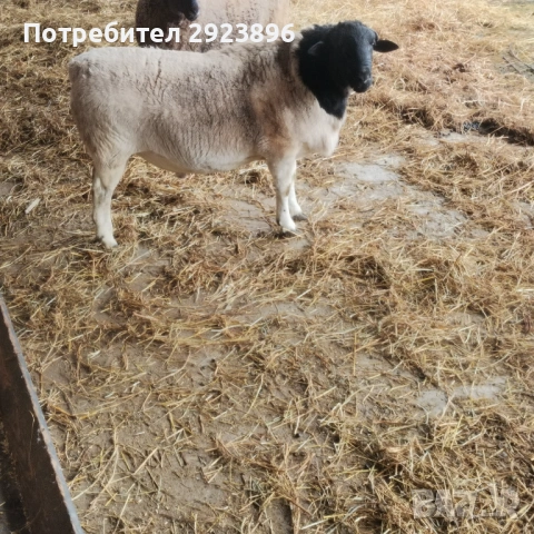 Дорпер, снимка 2 - Овце - 53556514