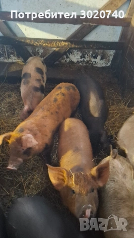 прасета на 2 месеца, снимка 3 - Прасета - 53308047