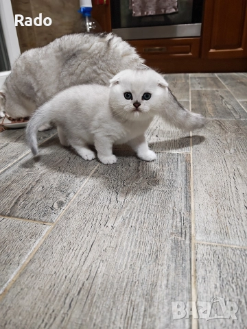 Клепоухи и правоухи сребърни чинчили , снимка 7 - Чинчили - 52890502