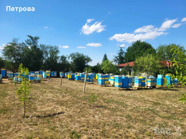 Продавам натурален пчелен мед реколта 2025 г.