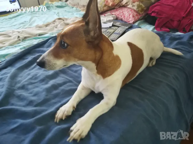 ДЖАК РЪСЕЛ 2510241712, снимка 4 - Джак ръсел териер - 47718696