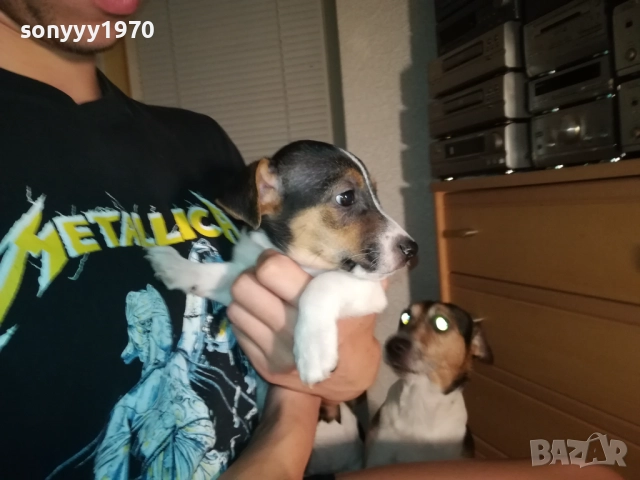 ДЖАК РЪСЕЛ С ПАСПОРТ И ВАКСИНА-МОМЧЕ В ТРИ ЦВЯТА 1110252034, снимка 7 - Джак ръсел териер - 52021651