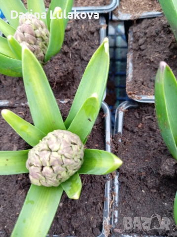 Зюмбюли , снимка 3 - Сортови семена и луковици - 53512406