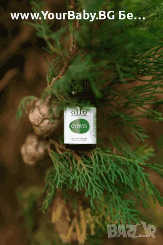 Oilo БИО Етерично Масло от Кора от Вечнозелен кипарис (Cupressus sempervirens) - Cypress Oilo 5 мл., снимка 5 - Други - 49721679