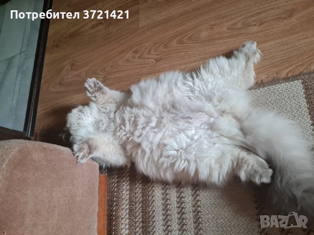 Мъжки персиец/колорпойнт, снимка 8 - Персийска - 43230370