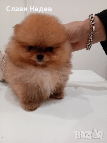померанче мъжко мини , снимка 4 - Померан - 53081119