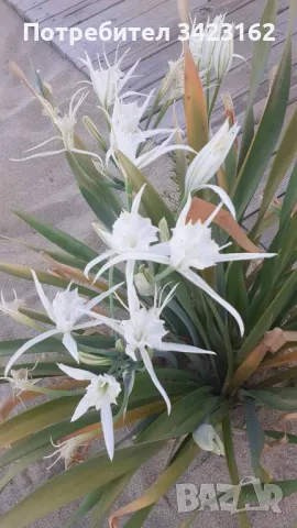 Продавам каравана , снимка 12 - Каравани под наем - 49449016