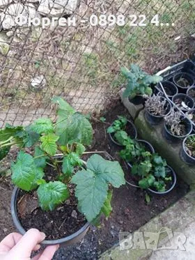 Къпина -гиганска и сладка /Навахо , Лох нес , Арапахо , Карака Блек , Prime Ark 45) и Астерина , 12 , снимка 5 - Разсади - 35917626